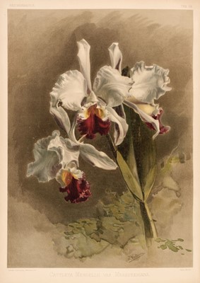 Lot 69 - Sander (Frederick). Reichenbachia. Orchids Illustrated and Described, 4 vols., 1888-1894