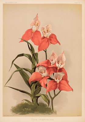 Lot 69 - Sander (Frederick). Reichenbachia. Orchids Illustrated and Described, 4 vols., 1888-1894