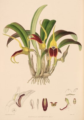 Lot 73 - Woolward (Miss Florence H.). The Genus Masdevallia. Issued by the Marquess of Lothian, 1896