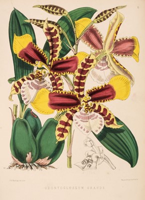 Lot 61 - Jennings (Samuel). Orchids: and How to Grow them in India and other Tropical Climates, 1875