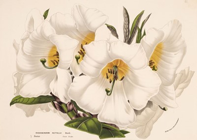 Lot 173 - Botany. A collection of approximately 175 prints, mostly 19th-century