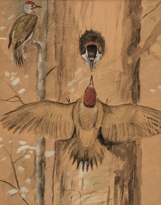 Lot 219 - Ennion (Eric, 1900-1981). Rosy Starling, pen and ink