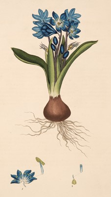Lot 93 - Andrews (H. C.). The Botanist's Repository, volume 6 (only), 1797