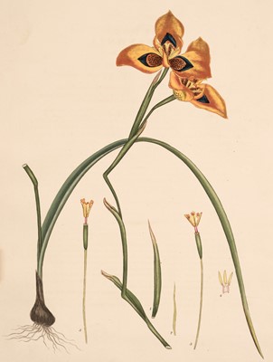 Lot 93 - Andrews (H. C.). The Botanist's Repository, volume 6 (only), 1797