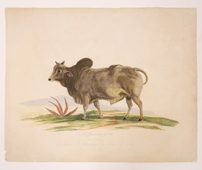 Lot 210 - Cattle. Landseer (Thomas),  Portrait of the Celebrated Short Horned Cow Bracelet..., circa 1843