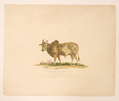 Lot 210 - Cattle. Landseer (Thomas),  Portrait of the Celebrated Short Horned Cow Bracelet..., circa 1843