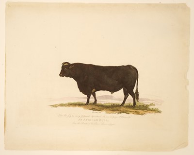 Lot 210 - Cattle. Landseer (Thomas),  Portrait of the Celebrated Short Horned Cow Bracelet..., circa 1843