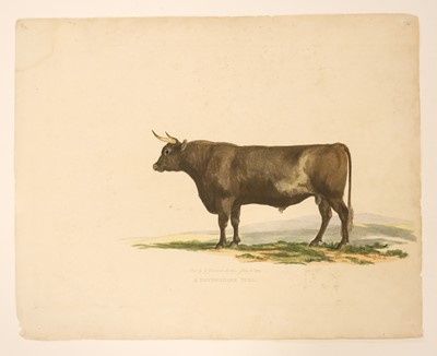 Lot 210 - Cattle. Landseer (Thomas),  Portrait of the Celebrated Short Horned Cow Bracelet..., circa 1843