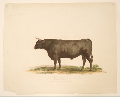 Lot 210 - Cattle. Landseer (Thomas),  Portrait of the Celebrated Short Horned Cow Bracelet..., circa 1843