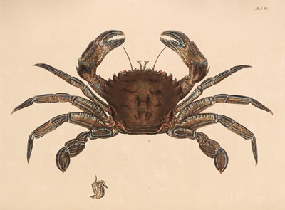 Lot 99 - Leach (William Elford). Malacostraca Podophthalmata Britanniae... , 1815-20 & 1875