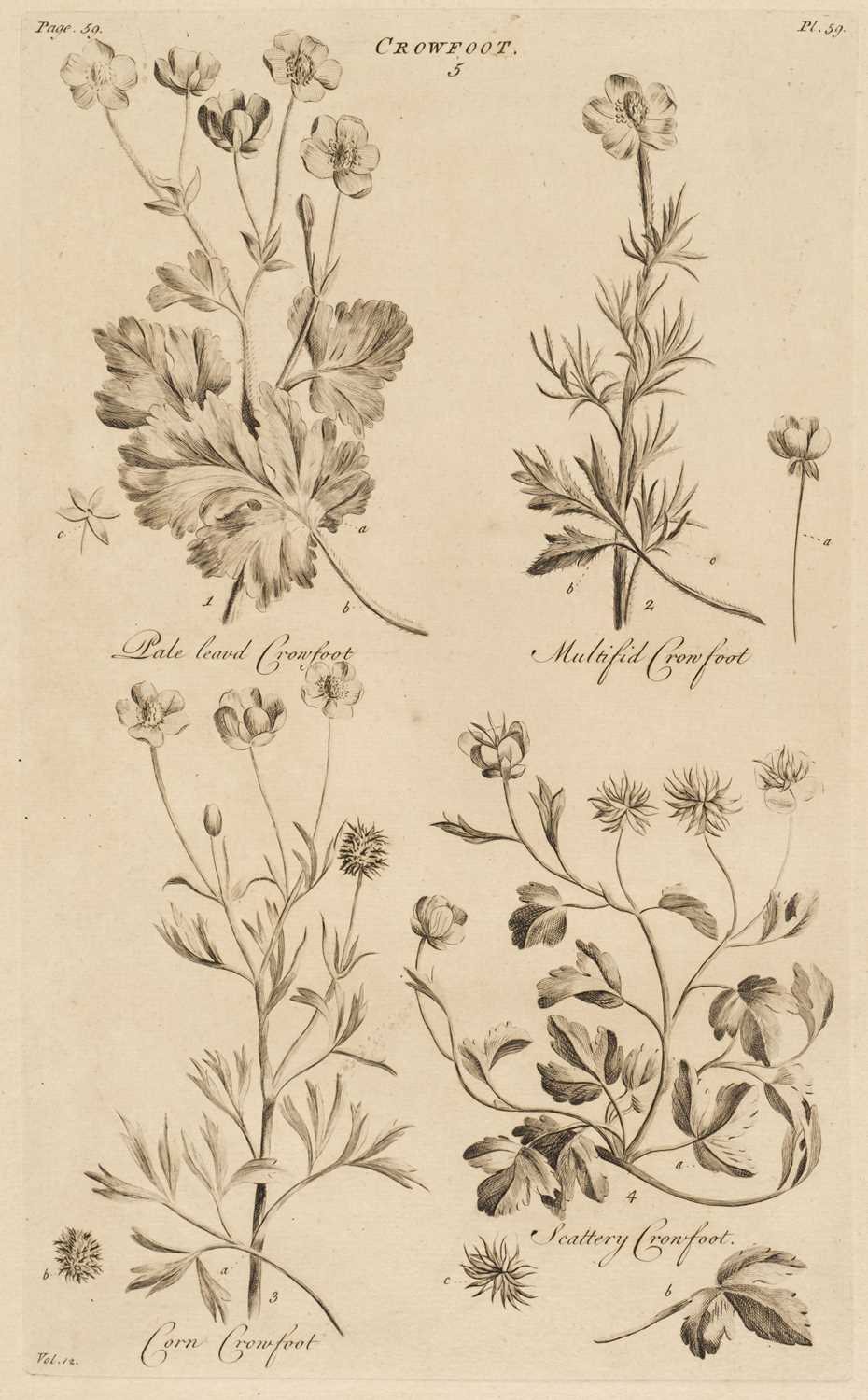 Lot 41 - Hill (John). A collection of approximately 55 botanical prints, circa 1757