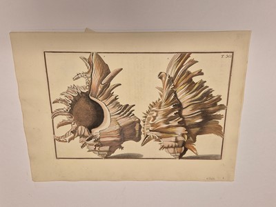 Lot 36 - Gualtieri (Niccolo). Seven Engravings of Shells, 1742