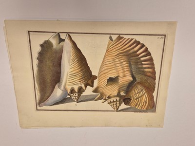 Lot 36 - Gualtieri (Niccolo). Seven Engravings of Shells, 1742