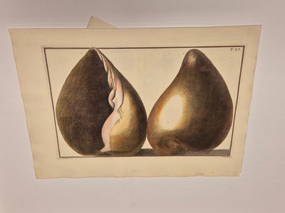 Lot 36 - Gualtieri (Niccolo). Seven Engravings of Shells, 1742