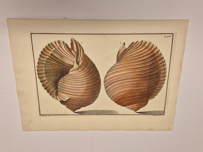 Lot 36 - Gualtieri (Niccolo). Seven Engravings of Shells, 1742
