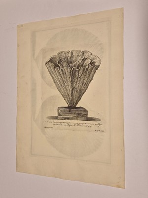 Lot 36 - Gualtieri (Niccolo). Seven Engravings of Shells, 1742