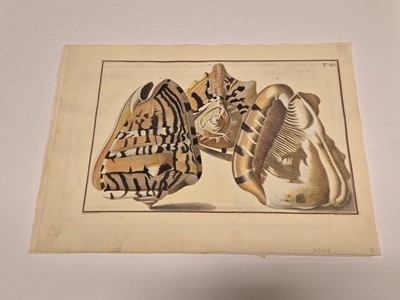 Lot 36 - Gualtieri (Niccolo). Seven Engravings of Shells, 1742
