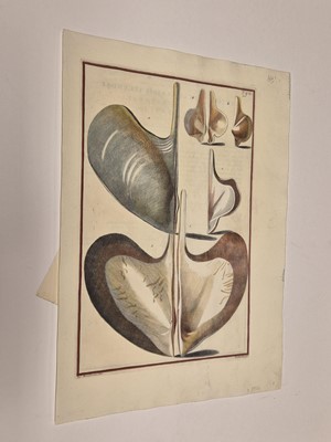 Lot 36 - Gualtieri (Niccolo). Seven Engravings of Shells, 1742