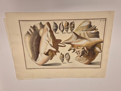 Lot 36 - Gualtieri (Niccolo). Seven Engravings of Shells, 1742