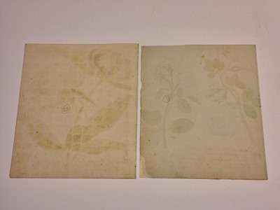 Lot 5 - Botany. Waizmann (Thomas). A Collection of Seven Watercolours, circa 1810