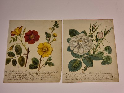 Lot 5 - Botany. Waizmann (Thomas). A Collection of Seven Watercolours, circa 1810