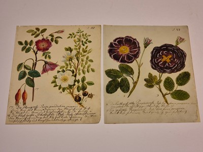 Lot 5 - Botany. Waizmann (Thomas). A Collection of Seven Watercolours, circa 1810