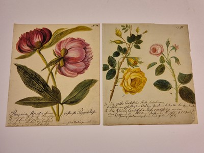Lot 5 - Botany. Waizmann (Thomas). A Collection of Seven Watercolours, circa 1810