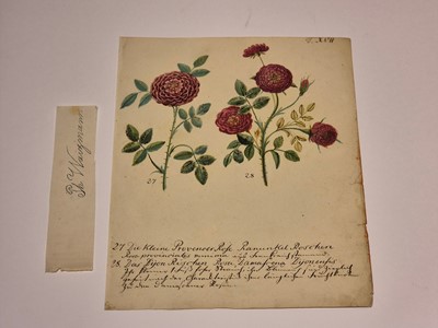 Lot 5 - Botany. Waizmann (Thomas). A Collection of Seven Watercolours, circa 1810