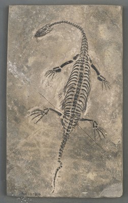Lot 637 - Keichousaurus Hui. A Triassic marine reptile from China, approximately 200 million years old