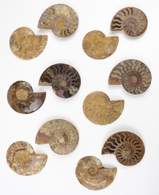 Lot 630 - Ammonites. Six pairs of Cleoniceras ammonite specimens