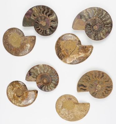 Lot 631 - Ammonites. Four pairs of large Cleoniceras ammonite specimens