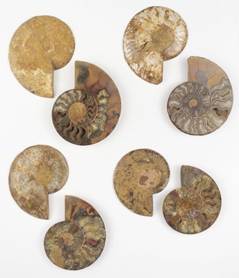 Lot 632 - Ammonites. Four pairs of large Cleoniceras ammonite specimens