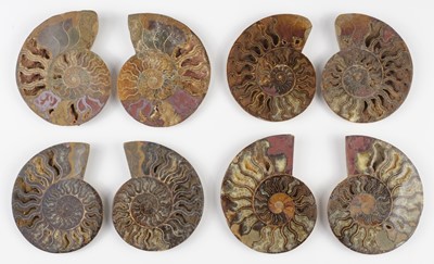 Lot 633 - Ammonites. Four pairs of large Cleoniceras ammonite specimens