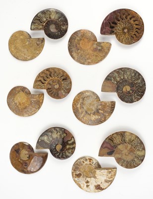 Lot 635 - Ammonites. Six pairs of large Cleoniceras ammonite specimens