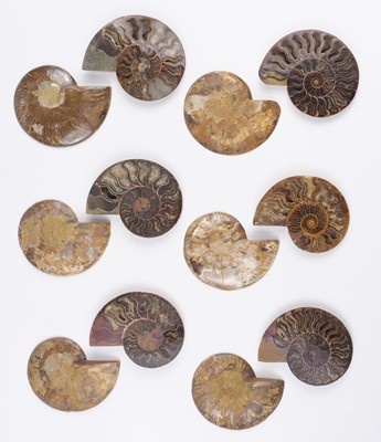 Lot 634 - Ammonites. Six pairs of Cleoniceras ammonite specimens, Cretaceous period