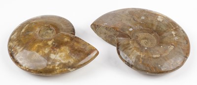 Lot 636 - Ammonites. Two whole Cleoniceras ammonites, Cretaceous period