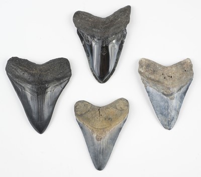 Lot 638 - Megalodon Teeth. A collection of four Megalodon teeth from South Carolina