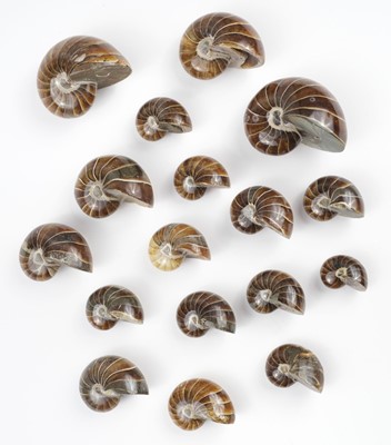 Lot 639 - Nautilus. A collection of 17 Nautilus specimens, from the Cretaceous period, Madagascar