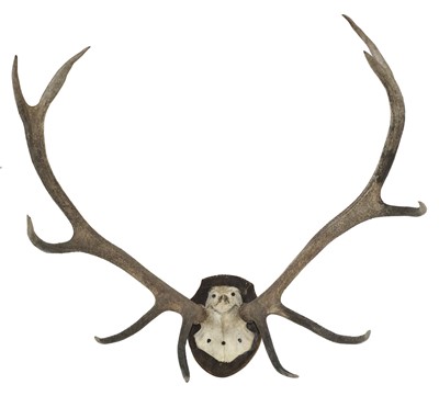 Lot 737 - Stag Heads. A stag skull cap and antlers, early to mid 20th century