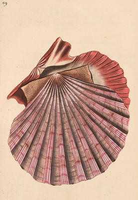 Lot 78 - Donovan (Edward). The Natural History of British Shells, 3 volumes, 1800-04