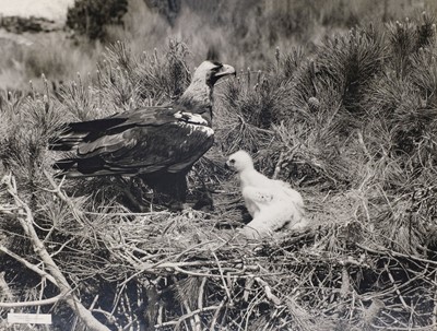 Lot 74 - Hosking (Eric, 1909-1991). A group of 12 bromide print photograph enlargements of birds