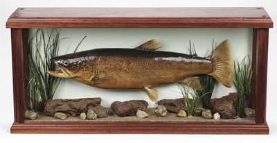 Lot 740 - Taxidermy. Brown Trout, late 20th-century