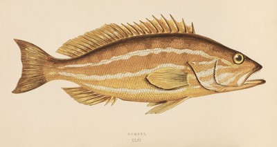 Lot 49 - Couch (Jonathan). A History of the Fishes of the British Islands, 4 vols, 1864-65