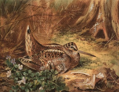Lot 196 - Follower of Archibald Thorburn (1860-1935). Woodcock with young