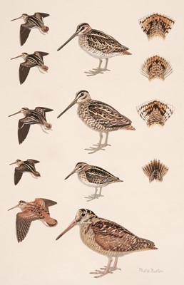 Lot 186 - Burton (Philip). Six studies of British Waders, late 20th century