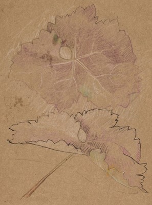 Lot 236 - Armfield (Maxwell Ashby, 1881-1972). Study of vine leaves..., and others