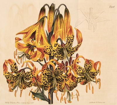 Lot 182 - Botany. A collection of approximately 170 prints, 19th century