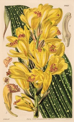 Lot 180 - Botany. A collection of approximately 130 prints, 19th century