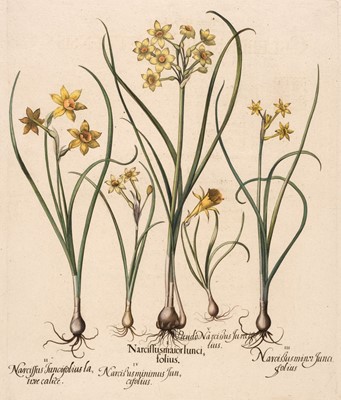 Lot 176 - Besler (Besilius). Narcissus major Iunci folius, Nuremberg 1613 - 1713