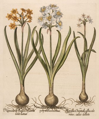Lot 172 - Besler (Basilius). Narcissus noblis Orientalis polyanthosmixtus, [1613 - 1713]